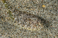 Engyprosopon macrolepis (Largescale Dwarf Flounder)