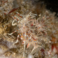 Phyllognathia ceratophthalma (Spiny Tiger Shrimp)