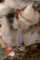 Styela sp.1 (Stalked Tunicate)