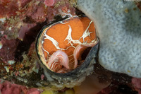 Thylacodes grandis (Grand Coral Worm Snail)
