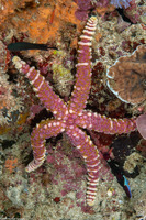Echinaster callosus (Warty Sea Star)
