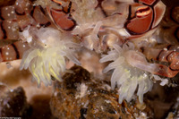 Triactis sp.1 (Crab Claw Anemone)