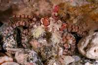 Lybia tesselata (Mosaic Boxer Crab)