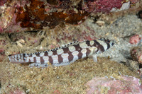 Parapercis tetracantha (Reticulated Sandperch)