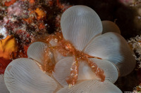 Oncinopus sp.1 (Orangutan Crab)