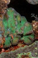 Pectinia paeonia (Peony Coral)