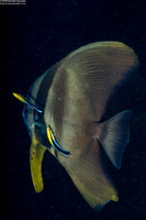 Platax batavianus (Batavia Spadefish)