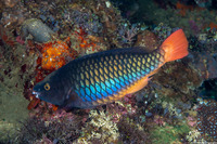 Scarus tricolor (Tricolor Parrotfish)