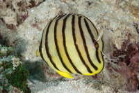 Chaetodon octofasciatus (Eight-Banded Butterflyfish)