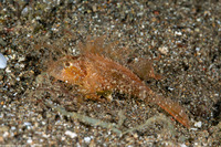Pteroidichthys amboinensis (Ambon Scorpionfish)