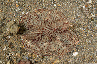 Coeloplana meteoris (Benthic Comb Jelly)
