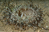 Macrodactyla doreensis (Corkscrew Tentacle Sea Anemone)