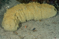 Stichopus hermanni (Herman's Sea Cucumber)