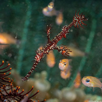 Solenostomus paradoxus (Ornate Ghost Pipefish)