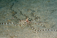 Thaumoctopus mimicus (Mimic Octopus)