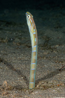 Xiphasia setifer (Snake Blenny)