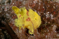 Antennarius maculatus (Warty Frogfish)