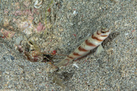 Alpheus bellulus (Tiger Snapping Shrimp)