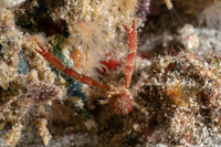 Galathea subsquamata (Scaly Squat Lobster)