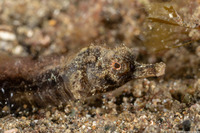 Phoxocampus tetrophthalmus (Foxy Pipefish)