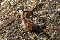 Dactylopus kuiteri (Orange & Black Dragonet)