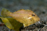 Paramonacanthus choirocephalus (Whiteblotch Filefish)
