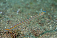 Gunnellichthys monostigmata (Onespot Wormfish)