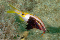 Parupeneus barbarinoides (Bicolor Goatfish)