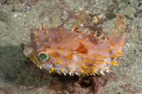 Cyclichthus orbicularis (Orbicular Burrfish)