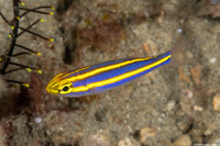 Pentapodus emeryii (Double Whiptail)