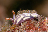 Thuridilla albopustulosa (White-Bump Sapsucking Slug)