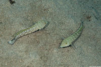 Parapercis hexophtalma (Speckled Sandperch)