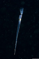Creseis acicula (Pteropod)