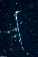 Creseis acicula (Pteropod)