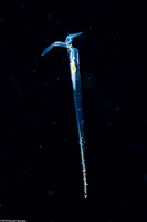 Creseis clava (Pteropod)
