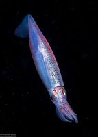 Sthenoteuthis oualaniensis (Purple Back Flying Squid)