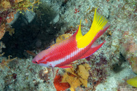 Bodianus pulchellus (Spotfin Hogfish)