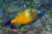 Cantherhines macrocerus (Whitespotted Filefish)