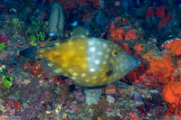 Cantherhines macrocerus (Whitespotted Filefish)