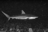 Carcharhinus perezii (Reef Shark)