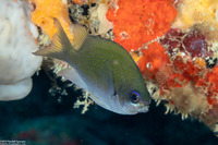 Chromis insolata (Sunshinefish)