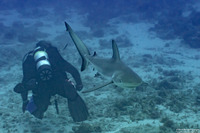 Carcharhinus perezii (Reef Shark)