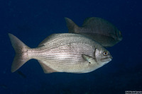Kyphosus sectatrix (Bermuda Chub)