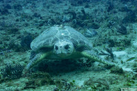 Caretta caretta (Loggerhead Sea Turtle)