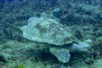Caretta caretta (Loggerhead Sea Turtle)