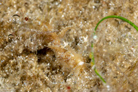 Limenandra nodosa (Warty Nudibranch)