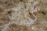 Amphiuridae sp.2 (Burrowing Brittle Star)
