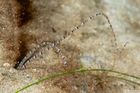 Spionidae sp.1 (Palp Worm)