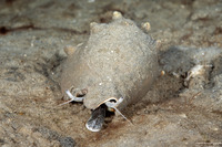 Stromus alatus (Florida Fighting Conch)