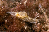 Stylochilus striatus (Striated Seahare)